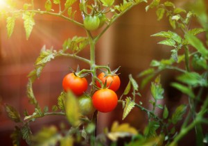 urbangardening3_komprimiert